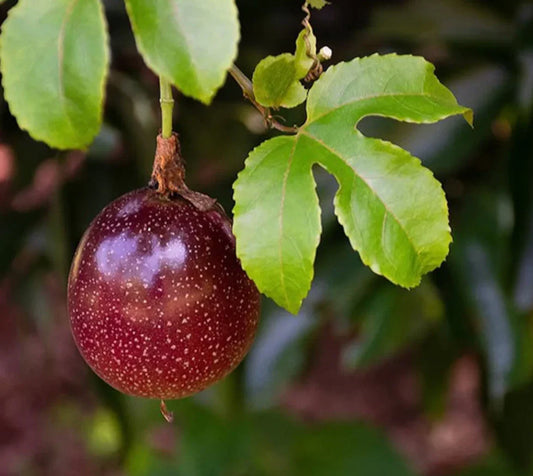 Live Purple Passionfruit Plant - 4-6" Tall - Rooted Purple Possum - Edible Fruit Vine (Passiflora edulis)