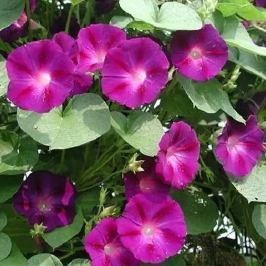Morning Glory Seeds - 75 Seeds - Crimson Rambler Variety - Ipomoea purpurea