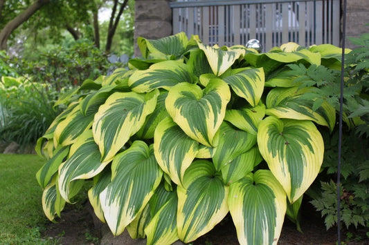Hosta Plant - Golden Crown - Gold Edged Plantain Lily - Perennial Shade Plant - Ideal for Hummingbirds