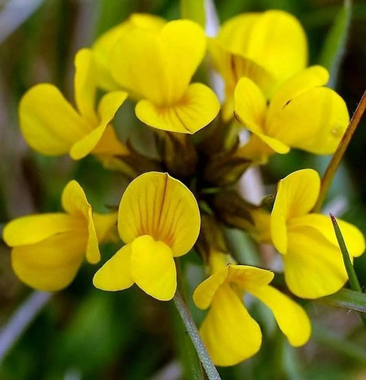 500 Birds Foot Seeds - Lotus Corniculatus - Exotic, Fast Growing, Easy to Grow Wildflower Seeds for Gardens and Landscapes