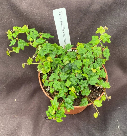 String of Frogs Plant in 3" Pot, Ficus pumila quercifolia, Unique Trailing Houseplant, Easy Care Indoor Greenery