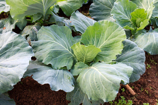 Morris Collard Seeds Non-GMO Heirloom Gardening Seeds - Brassica oleracea Var. acephala