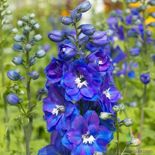 Delphinium Seeds - 200+ Guardian Blue Variety - Perennial Flower Seeds for Garden Planting - Delphinium elatum