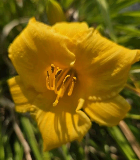 Daylily Seeds - 30 Fresh Happy Returns Variety - Hemerocallis