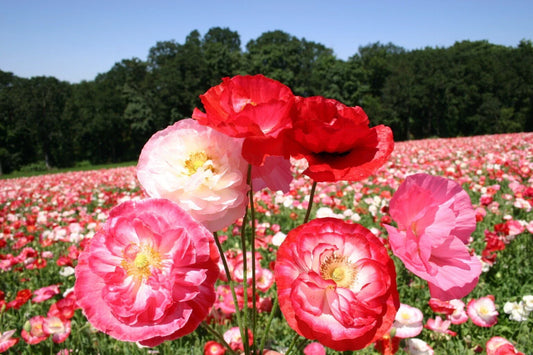 Shirley Mixed Double Poppy Seeds - 200+ Pack for Garden Planting - Papaver rhoeas - USA