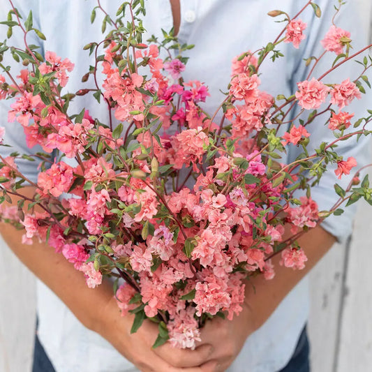 Clarkia Seeds - Salmon Color - Mountain Garland Variety - Fresh for 2023 - Clarkia unguiculata