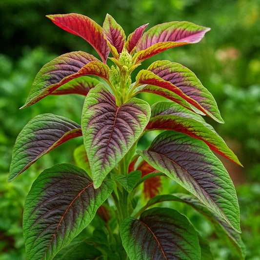 Red Amaranth Seeds - 100+ Stripe Leaf Chinese Spinach Yin Cho - Amaranthus tricolor for Vegetable Garden