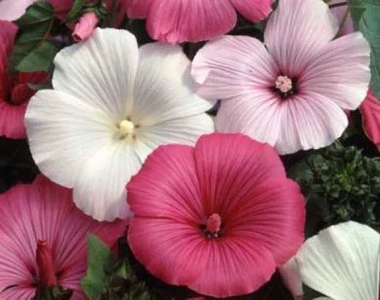 Rose Mallow Seeds Mix - 25 Fresh Pink/White Seeds - Tree Mallow (Hibiscus moscheutos) - Free Shipping
