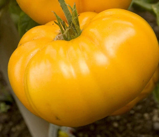 Yellow Brandywine Tomato Seeds - Large Solid Variety - Great Slicer - 15 Seeds per Packet - Lycopersicon lycopersicum