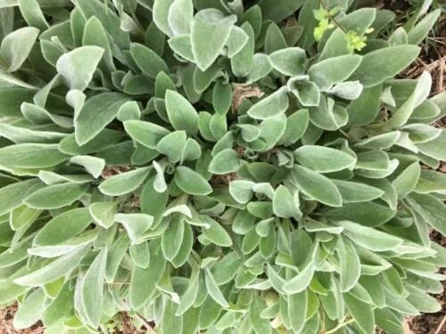 Lambs' Ear Baby Starter Plants - 8-12 Bare Root - Stachys byzantina - Soft Gray Foliage, Drought Tolerant Ground Cover