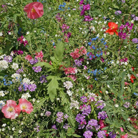 Wildflower Seeds Mix - 200+ Colorful Annual & Perennial Variety - Partial Shade - USA Grown