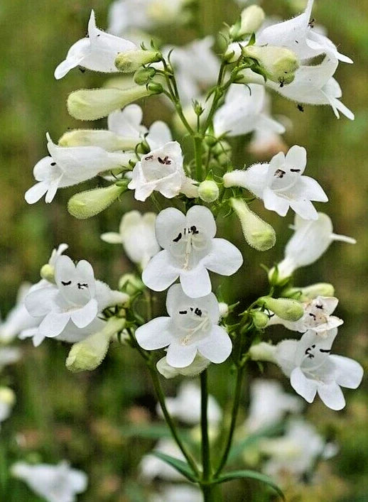 Snow White Penstemon Digitalis Seeds - 200 Beardtongue Wildflower Seeds, Easy to Grow, Native Perennial