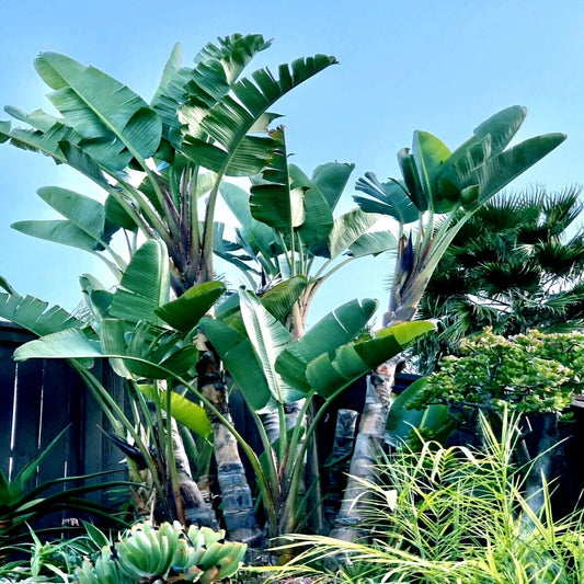 Giant White Bird of Paradise Seeds - Strelitzia nicolai - Tropical Flower Plant for Garden and Landscape