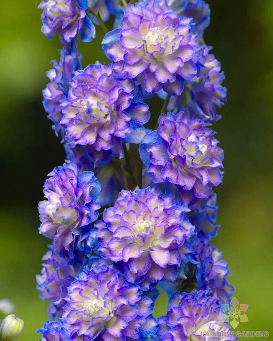 Highlander Bolero Delphinium Seeds - 200+ Seeds for Garden - USA Grown - Delphinium elatum
