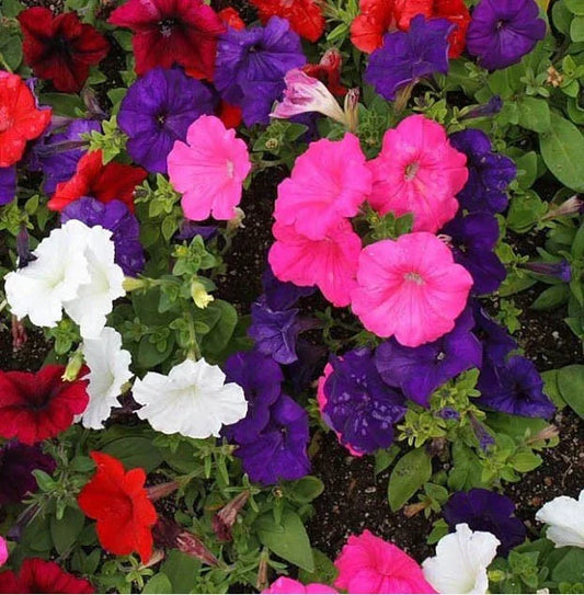 Petunia Seeds Dwarf Mix Multi-Color Compact Containers Flower Garden Spring 2000 Seeds