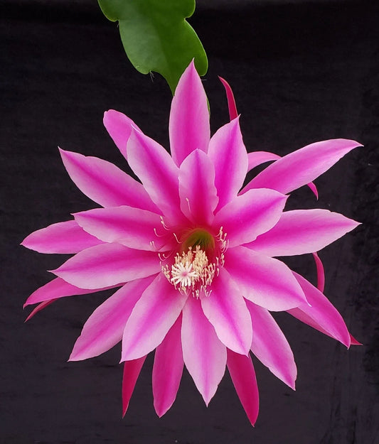 Epiphyllum 'Beijing' Rooted Cutting - Rare Orchid Cactus Plant - Unique Succulent for Indoor Gardening