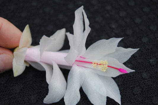 Christmas Cactus Starter Plant - Snow White - Schlumbergera Truncata - Small Healthy Well Rooted Plant