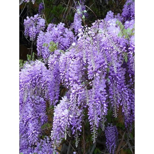 Wisteria Live Plants - 2 Rooted, Purple Flowering Vines - Wisteria sinensis
