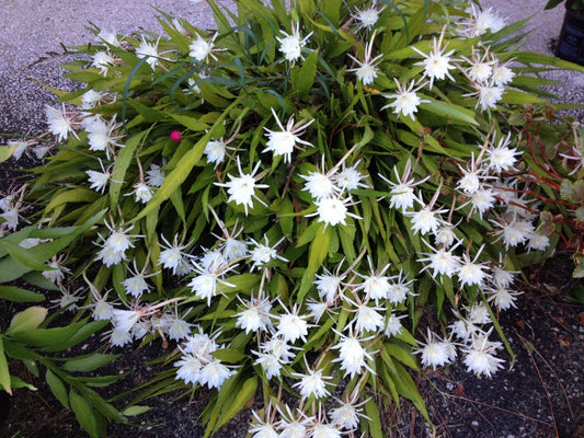 Cereus Night Blooming Cactus - 7-8” Live Rooted Healthy Plant - Fragrant Succulent - Cereus peruvianus