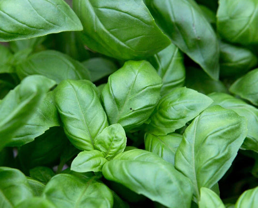 Sweet Basil Seeds, 100 Seeds, Culinary Herb, Ocimum basilicum, Medicinal Plant