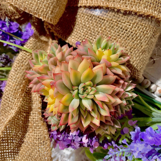 Echeveria Mebina Variegata Succulent Plant, 3" Green, Live Indoor Houseplant, Imported Echeveria