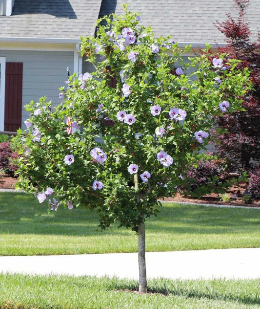 Rose of Sharon Hibiscus Starter Plants - 5 Bare Root Plants - Hardy, Colorful Shrubs - Hibiscus syriacus