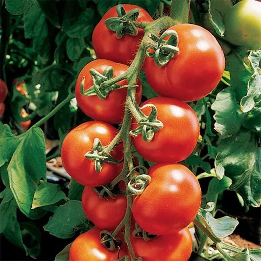Sugar Bomb Cherry Tomato Seeds - 30+ Heirloom Organic Non-GMO Seeds - Perfect for Home Gardening (Solanum lycopersicum)