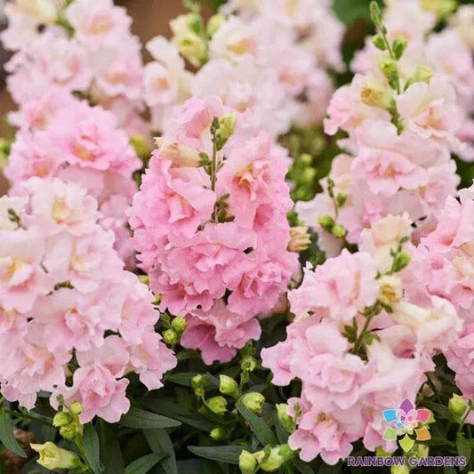 Twinny Appleblossom Snapdragon Seeds - 1000+ Count - Antirrhinum majus - Ideal for Garden Planting - USA