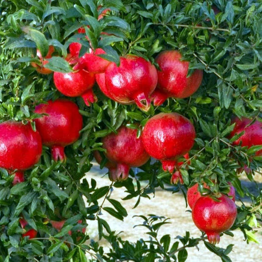 Pomegranate Tree Seeds - NON-GMO - "Apple of Granata Fruit" - Punica granatum - Edible Fruit Shrub Seeds