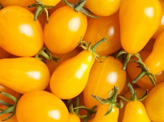 Yellow Plum Tomato Seeds - 15 Count Packet - Flavorful Variety for Preserves & Salads - Solanum lycopersicum