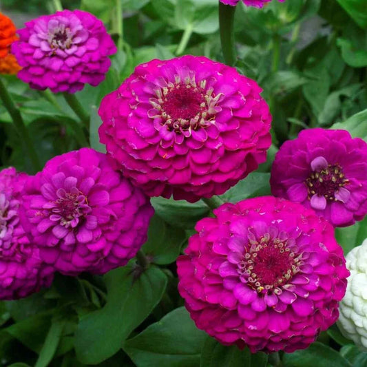 Lilliput Purple Zinnia Seeds - 100+ Pack - Garden Planting - Zinnia elegans - USA