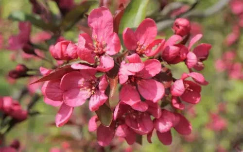 Prairie Fire Crabapple Seeds - 25+ Seeds for Garden Planting - Malus 'Prairie Fire' - USA