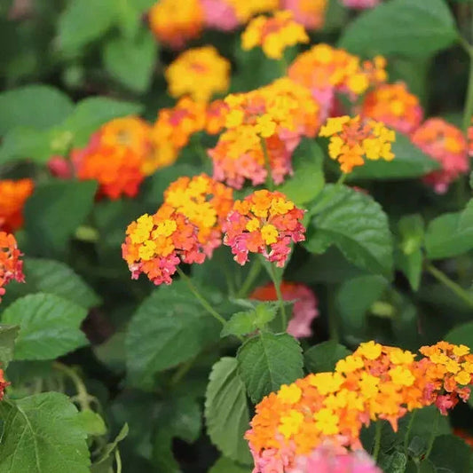 Orange Lantana Live Rooted Plant - Bright Orange Blooms - Lantana camara