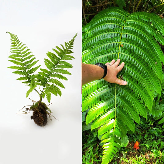 Live Cyathea Horrida Tree Fern - 6" Exotic Rare Plant with Big Wide Leaves - Unique Indoor/Outdoor Foliage