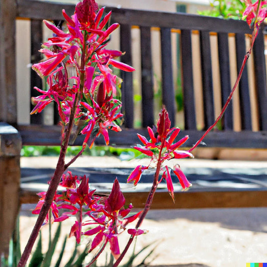 Red Yucca Seeds - 20+ Seeds - Hesperaloe parviflora - Hummingbird & Butterfly Attracting Plant