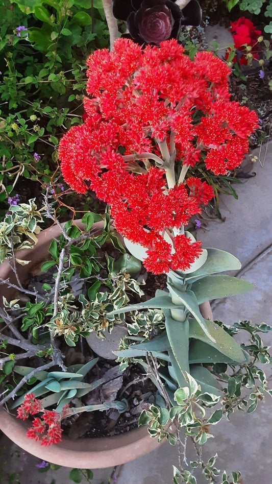 Crassula Falcata Propeller Plant Succulent 6"-10" Healthy Rooted Live Plant