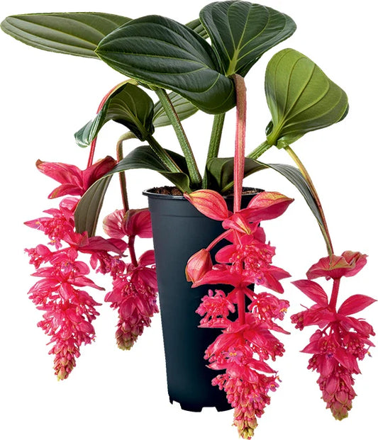 Royal Intenz Medinilla Plant Starter - Very Rare Live Well Rooted Indoor Houseplant - Medinilla Magnifica