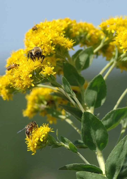 Stiff Goldenrod Seeds - 100+ Seeds - Heirloom Oligoneuron rigidum - Native Wildflower for Planting