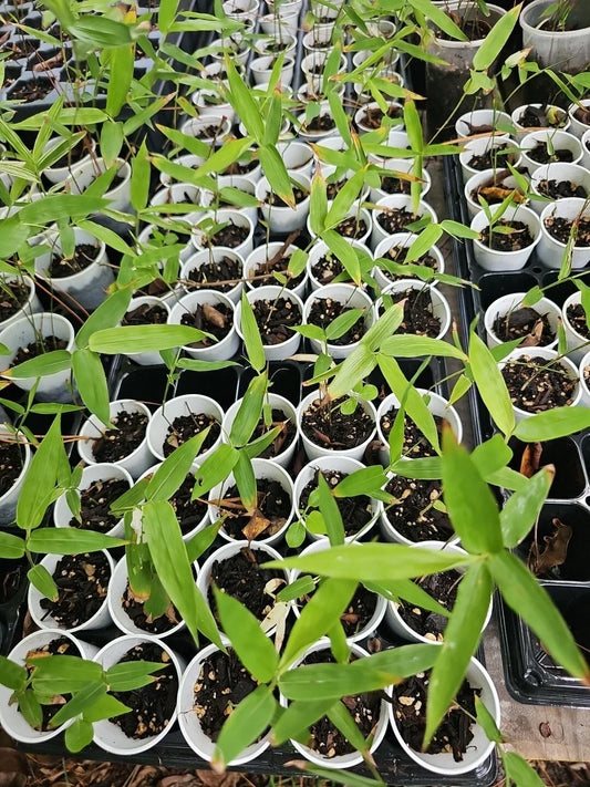 Dendrocalamus Giganteus Bamboo Seedling Green Plant in 2" Pot - Hardy Tropical Bamboo Starter Plant