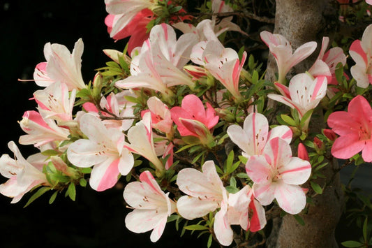 Azalea Starter Plant - Bi-Color Striped Blooms - Rhododendron Deciduous - Perfect for Gardens and Landscapes