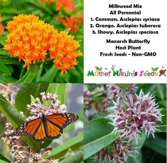 Perennial Milkweed Mix Seeds - Monarch Butterfly Host Plant - Orange - Non-GMO - 100 Seeds
