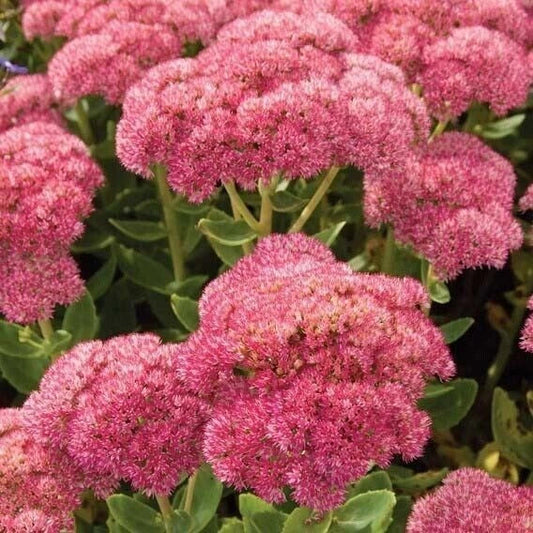 Sedum Autumn Joy Bare Root Live Plants - Pink Blooms - Hardy Perennial Succulent (Sedum telephium)