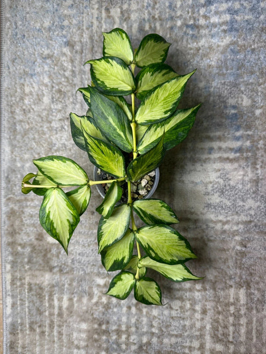 Hoya Cutting, 1 Node, Inner Variegated, Hoya Polyneura, Rare Houseplant Propagation