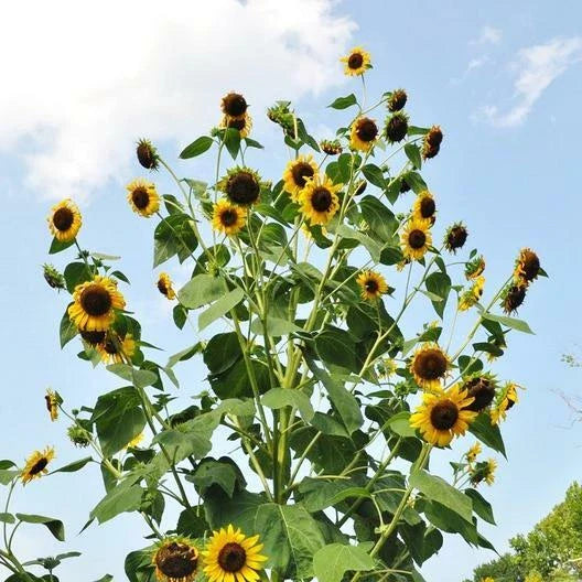 Sunflower Seeds - 25 Pack - SKYSCRAPER Heirloom - Non-GMO - Edible Huge Flowers - Helianthus annuus