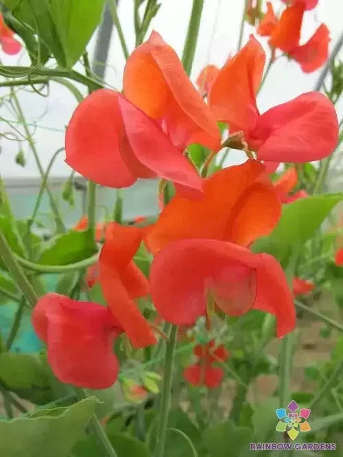 Prince of Orange Sweet Pea Seeds - 50+ Premium Seeds for Garden Planting - Lathyrus odoratus - USA