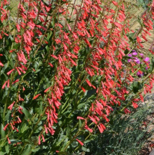 Penstemon Eatons Red Hummingbird Beardtongue Plant - Perennial Flowering Herb, Attracts Pollinators, Easy Care