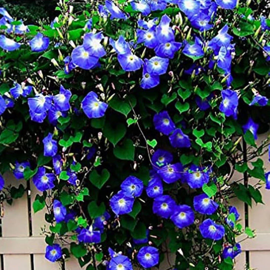 Morning Glory Seeds - 30+ Clark's Heavenly Blue Non-GMO Heirloom - Ipomoea tricolor