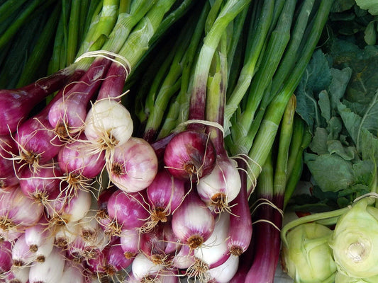Scarlet Bandit Bunching Onion 200 Seeds - Red Bunching Scallions - Allium fistulosum - Heirloom Vegetable Seeds