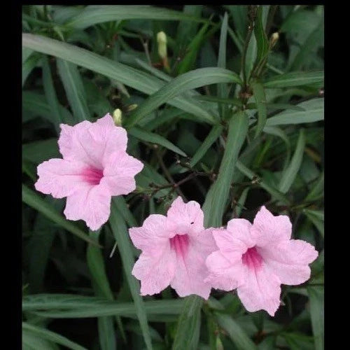 Pink Mexican Petunia Live Plants - 5 Plugs - Ruellia, Vibrant Blooms for Garden or Landscape