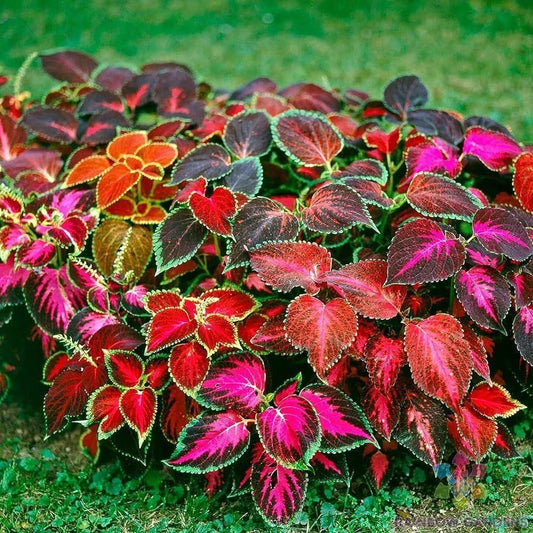 Coleus Seeds - 25+ Mixed Varieties for Garden Planting - Colorful Leaf Plants (Solenostemon scutellarioides)